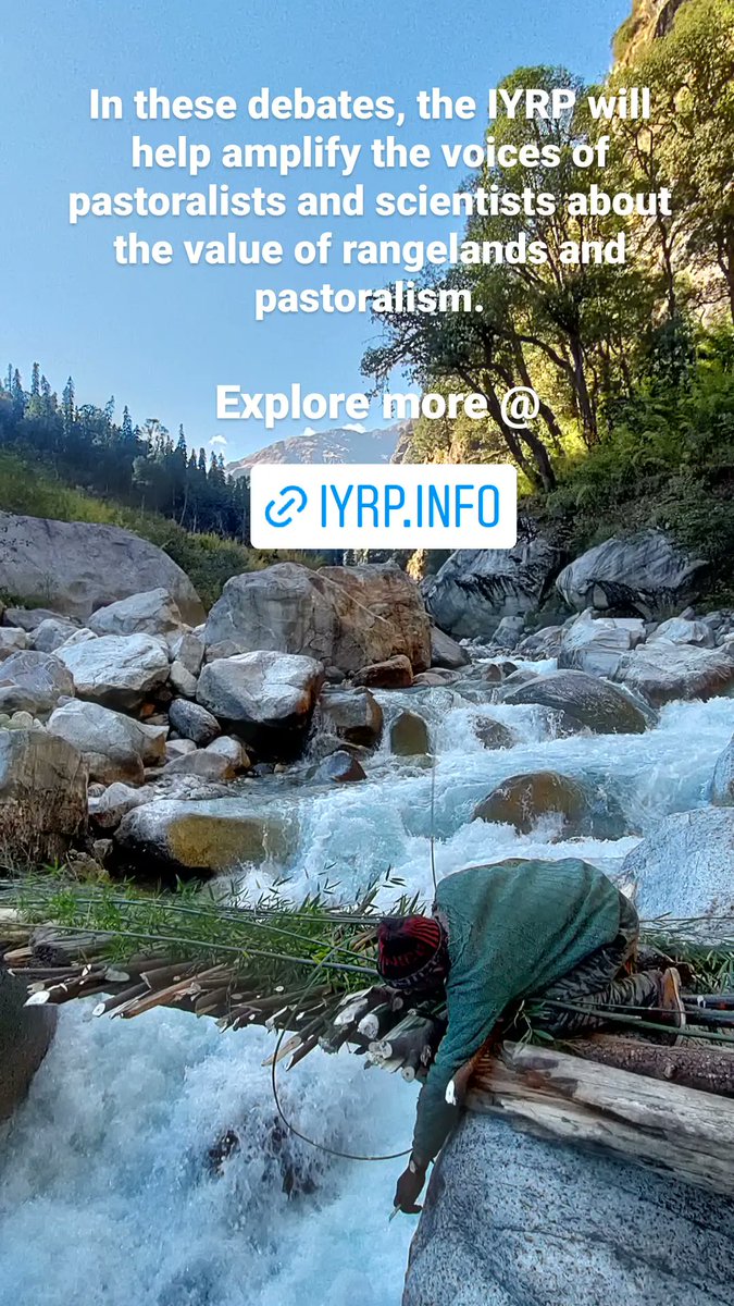 shepherdsofhim's tweet photo. It's official :  2026 is declared as  International Year of Rangelands and Pastoralists by @UN
Read more @ https://t.co/TrGlvXLxz0

#himalaya #pastoralism #moutains #iyrp2026 #iyrpforclimate #iyrpfornature #iyrpforsociety #Rangelands #ClimateAction #foodsecurity #EmpoweredWomen https://t.co/2OlGw8yQ7l