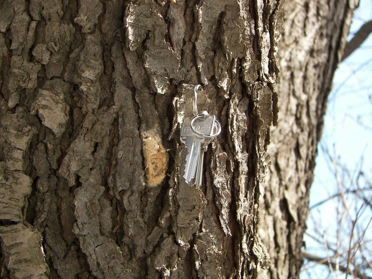 Hamilton CA tweet media