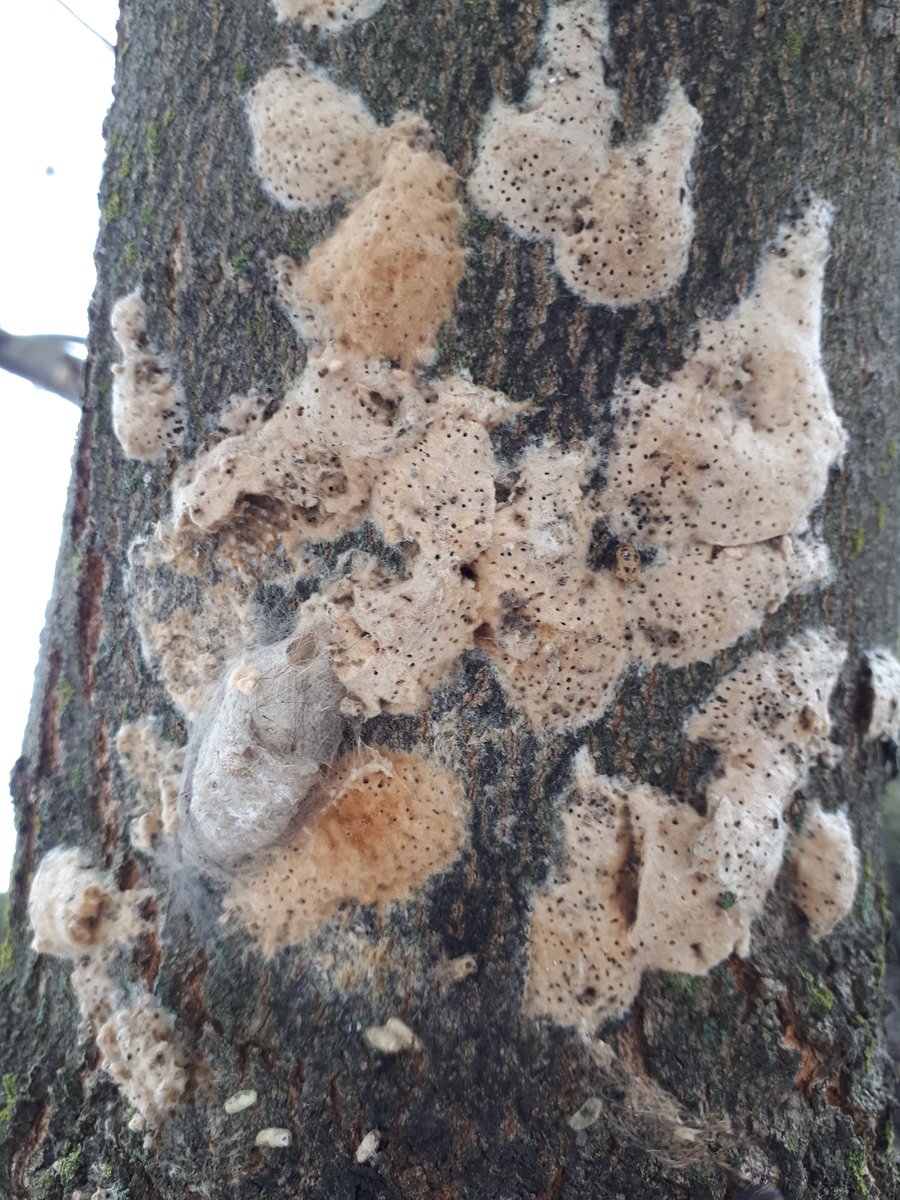 Hamilton CA tweet media