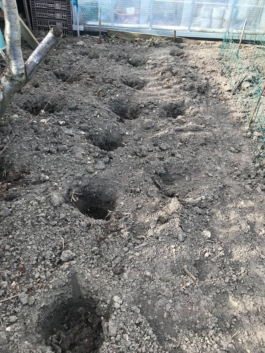 Steveredwolf's tweet photo. To get these you need holes - yes holes 2 to 3 feet apart  -spade depth deep put organic material into 2/3 of the hole  add a seed potato and rake over - no need for trenches or ridges  - just cover any spuds you see forming on the surface #halfthework No difference in crop:) https://t.co/CHiy0tMxt5