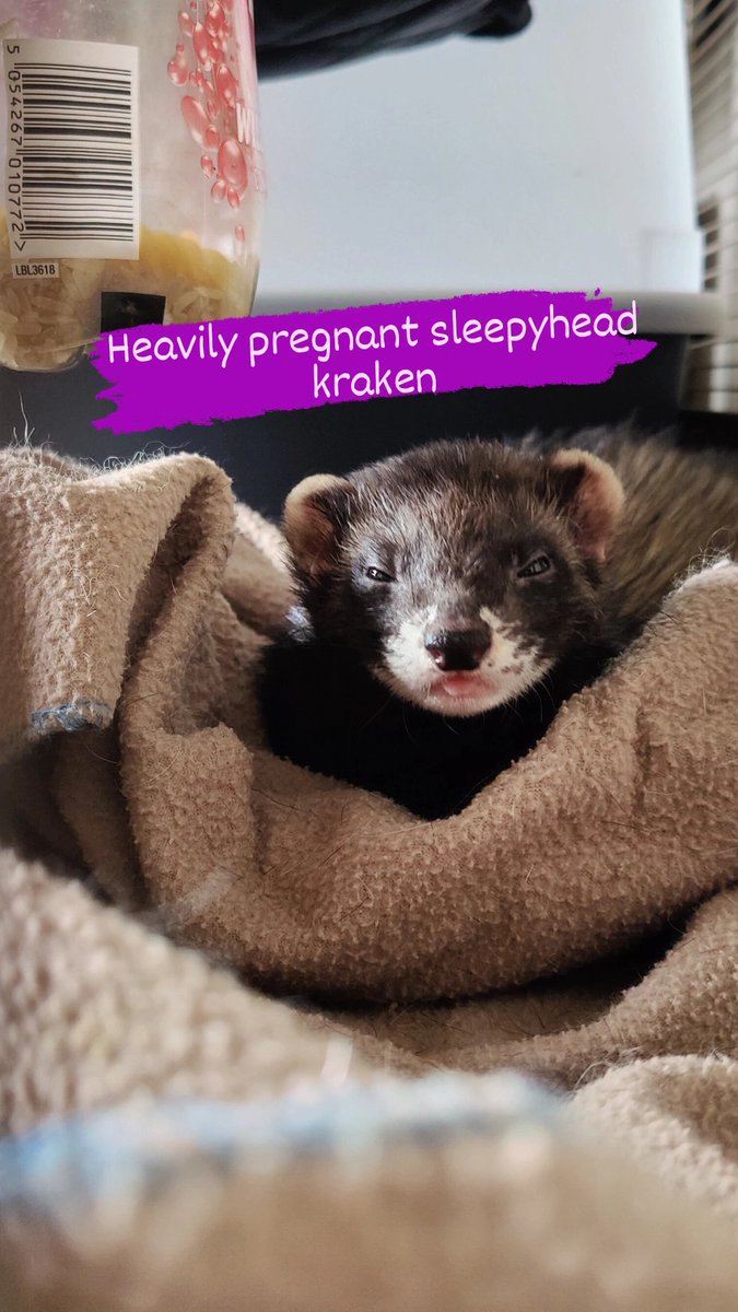 Voodannyn's tweet photo. Kraken the #ferret just being mega sleep during her last week of pregnancy, she's due to birth towards the middle of next week https://t.co/QnntYItMCm