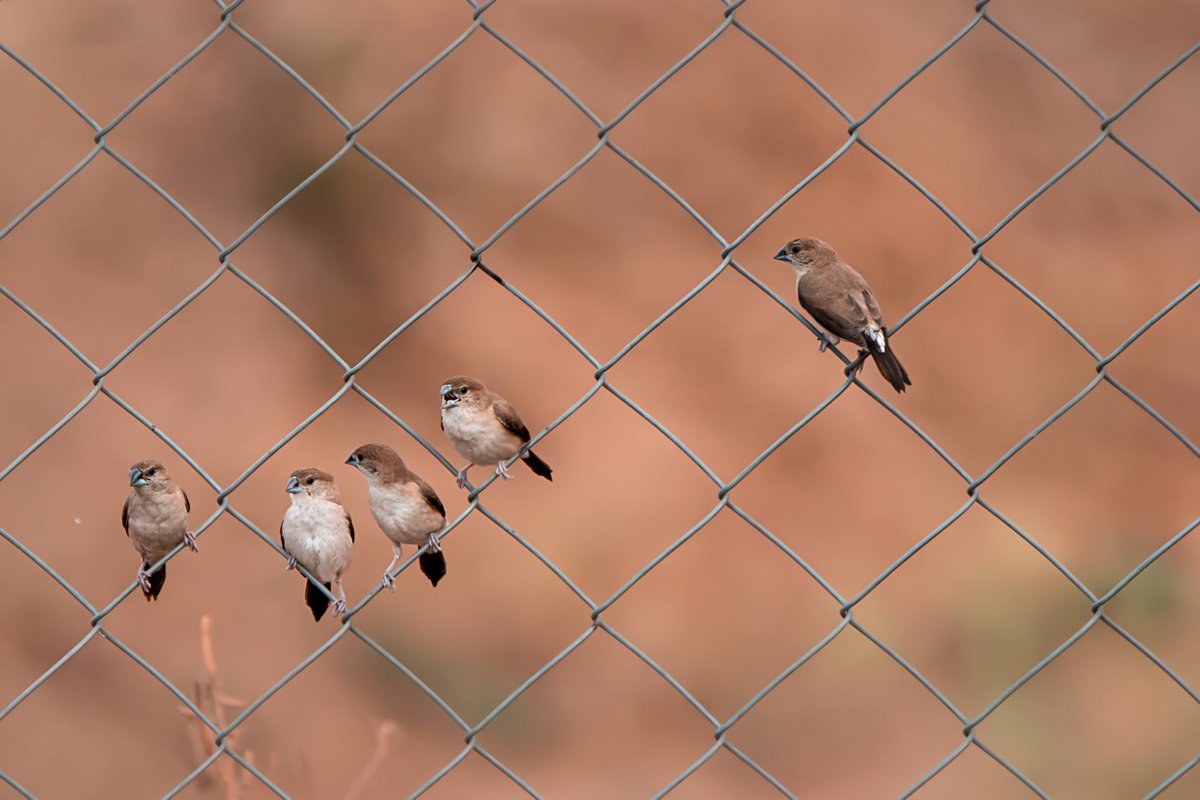 the burrow🦉 tweet media