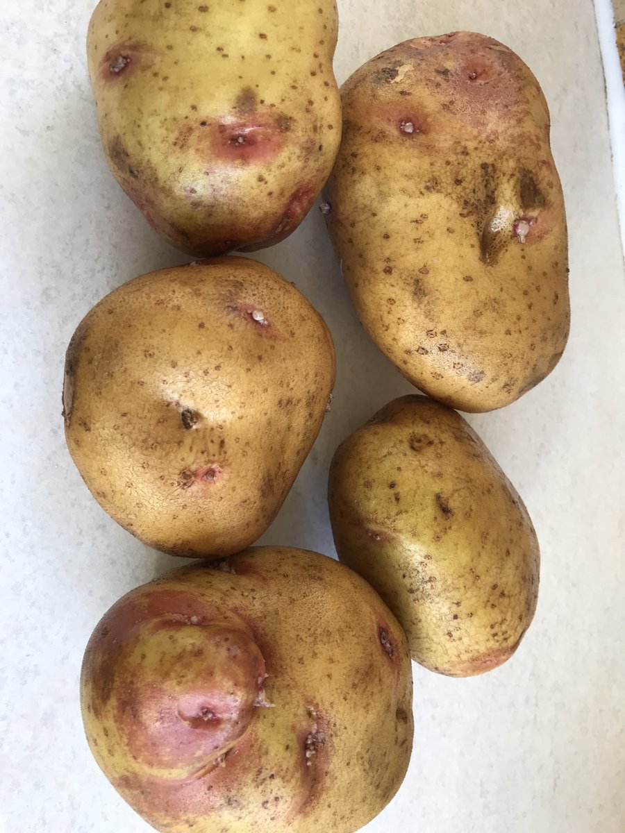 Steveredwolf's tweet photo. To get these you need holes - yes holes 2 to 3 feet apart  -spade depth deep put organic material into 2/3 of the hole  add a seed potato and rake over - no need for trenches or ridges  - just cover any spuds you see forming on the surface #halfthework No difference in crop:) https://t.co/CHiy0tMxt5