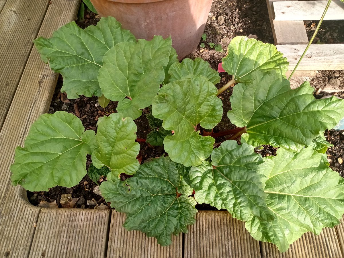 Labourstone's tweet photo. Just uncovered my #Rhubarb plant now that Winter has turned to Spring and my it's looking mighty fine, mighty fine! #RhubarbCrumble #RhubarbCake #RhubarbChutney #RhubarbNCustard #RhubarbForever! @JackTMPhipps @miriammirwitch @CouncillorTudor @NathanYeowell https://t.co/FQ8O2moFmC