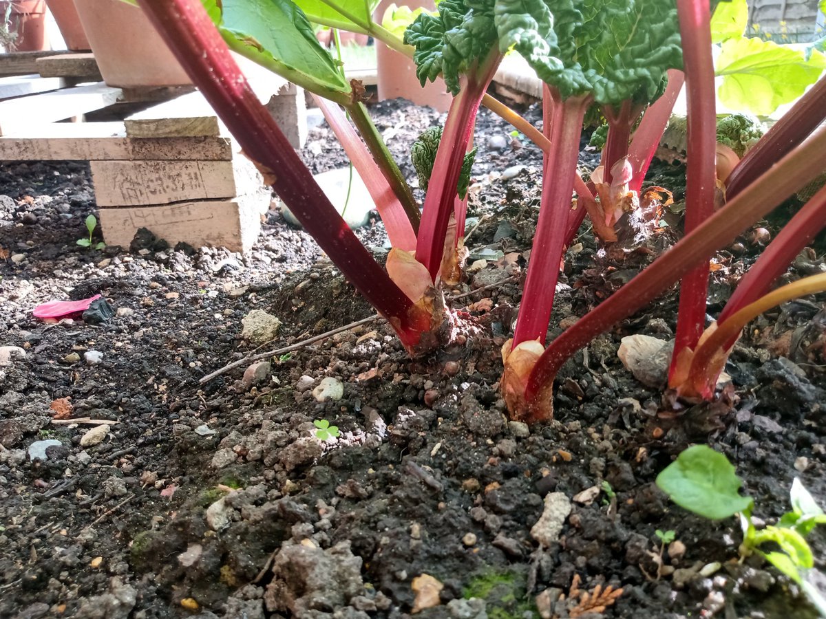Labourstone's tweet photo. Just uncovered my #Rhubarb plant now that Winter has turned to Spring and my it's looking mighty fine, mighty fine! #RhubarbCrumble #RhubarbCake #RhubarbChutney #RhubarbNCustard #RhubarbForever! @JackTMPhipps @miriammirwitch @CouncillorTudor @NathanYeowell https://t.co/FQ8O2moFmC