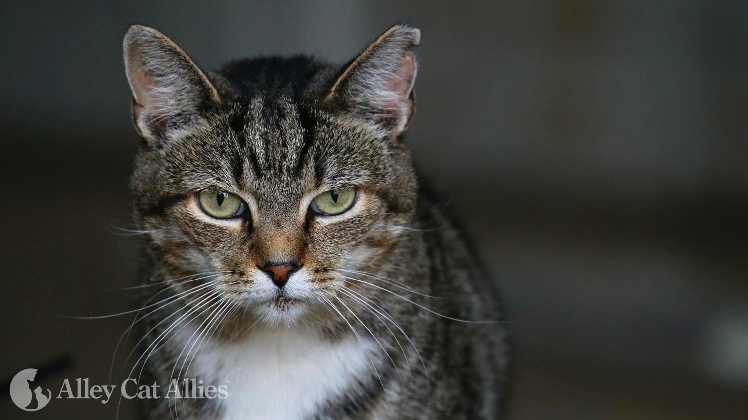 Alley Cat Allies on Twitter: 