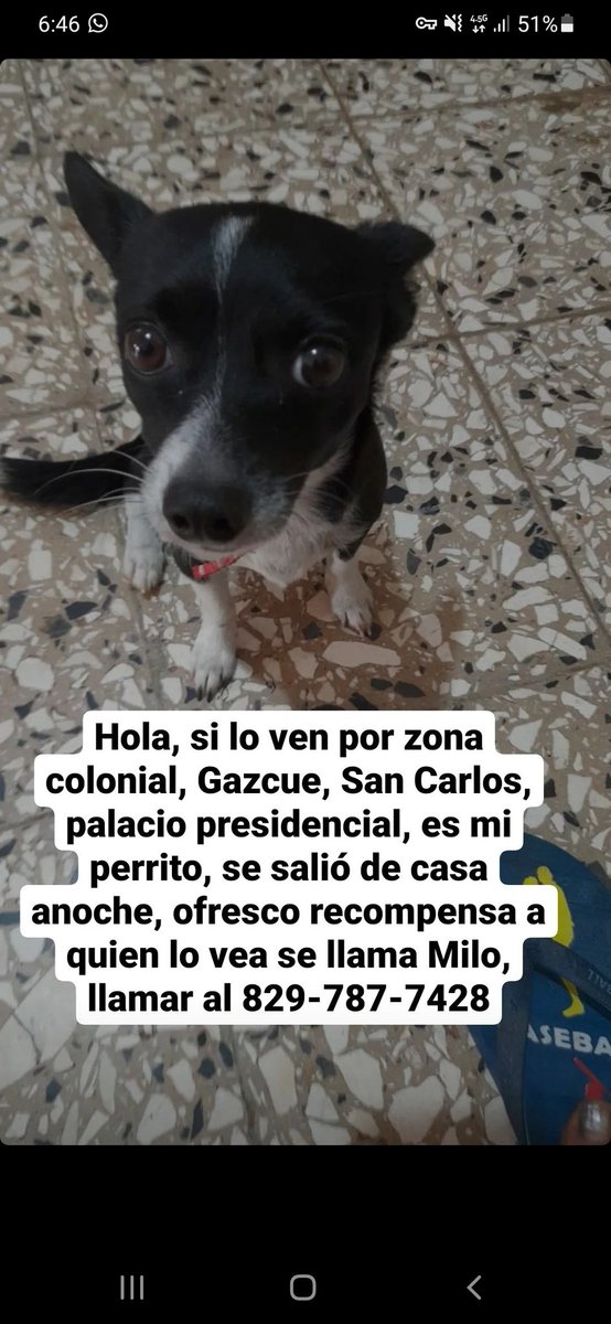 Este es el perro de mi hermana, se llama Milo y se nos extravió en el sector San Carlos, si saben de alguien que frecuente o viva en el sector o zonas aledañas, favor contactarme. Ofrezco recompensa. POR FAVOR RT 🙏🏾🙏🏾