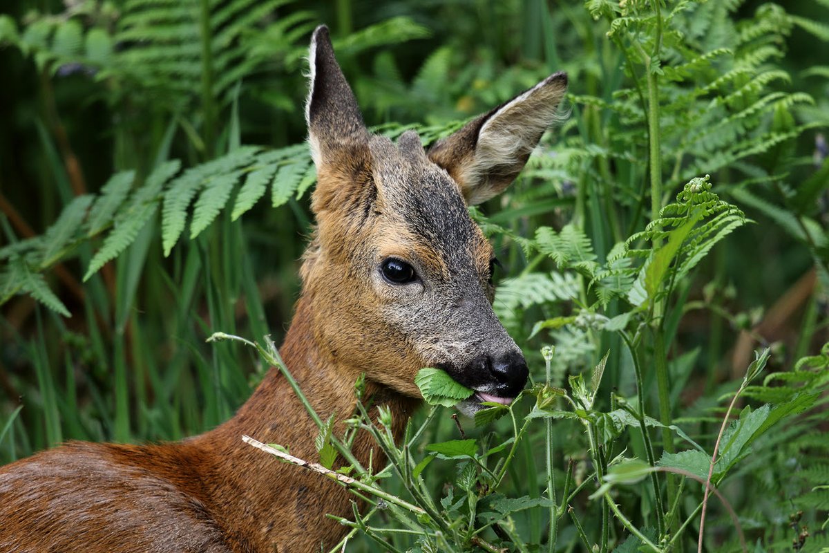 BritishDeerSoc's tweet photo. Are you interested in completing your DSC1? We have spaces available on our course at Wadhurst Park. The course runs from May 6th, 2022 - May 8th, 2022.
Book your place: https://t.co/NZ6s8PsMl9
#trainingtuesday #training #stalking #deer #DSC1 #wildlife #nature #deermanagement https://t.co/qn8ahs69c8