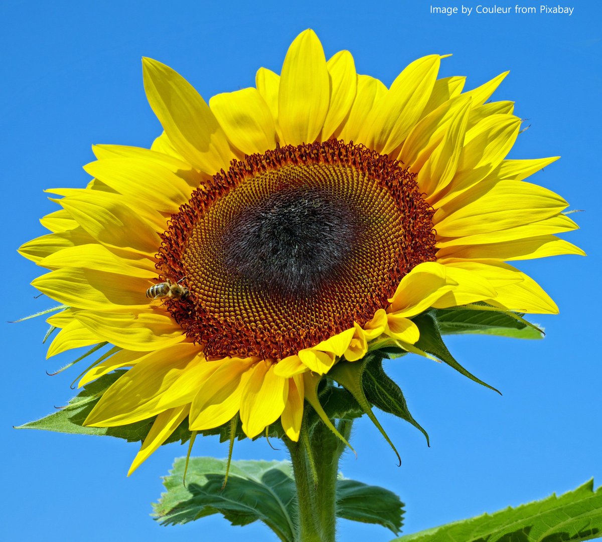 Jemimasgarden's tweet photo. 🌻 Sunflower Seeds special offer, only £1.25 per packet (+p&amp;p)🌻
These are the giant yellow ones that can grow to about 3m, maybe more 😉
Perfect if you're going to take part in #SunflowerChallenge2022 
There's at least 50 in each packet so great to share 🐝
#MHHSBD 
#sunflowers https://t.co/7Q1MGUo8y6