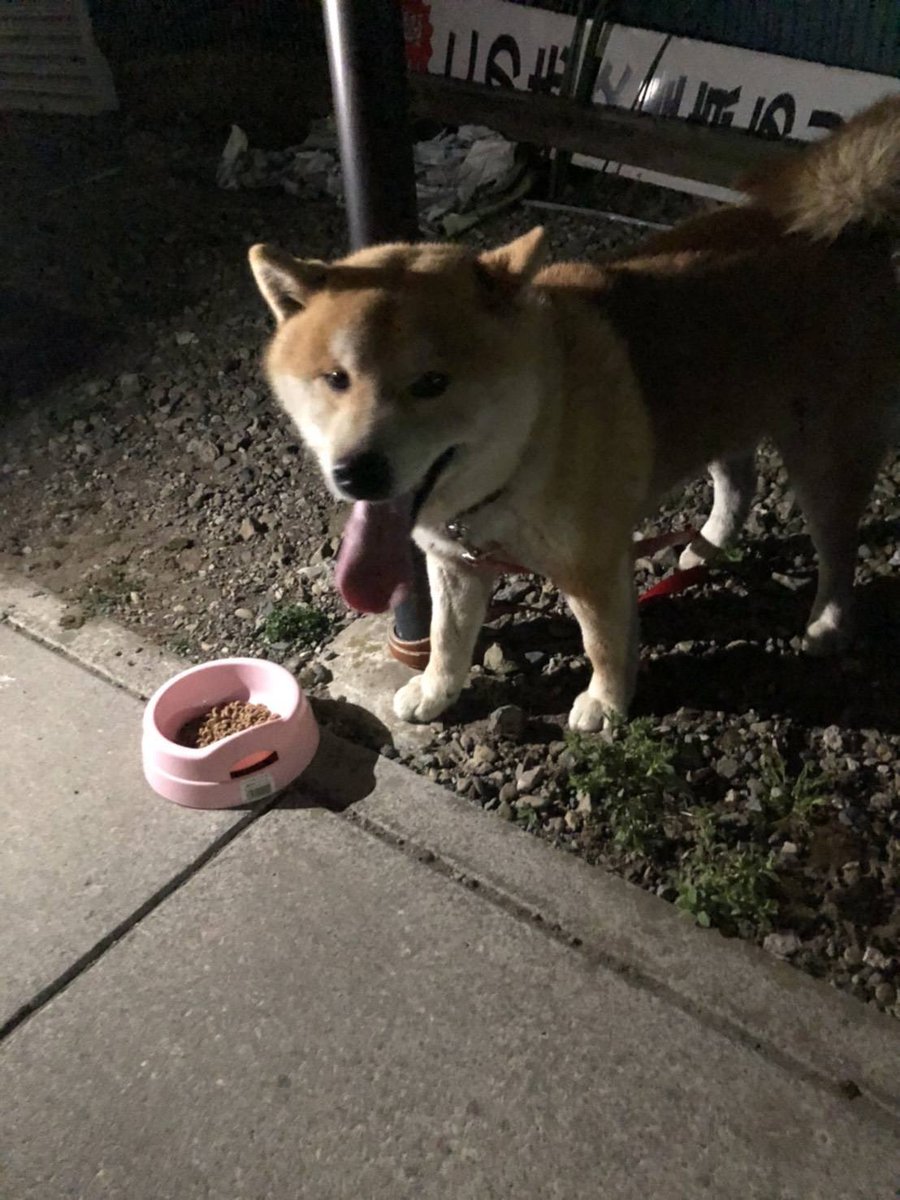 タグ 迷子犬 の注目ツイート 17ページ目 メガとんトラック