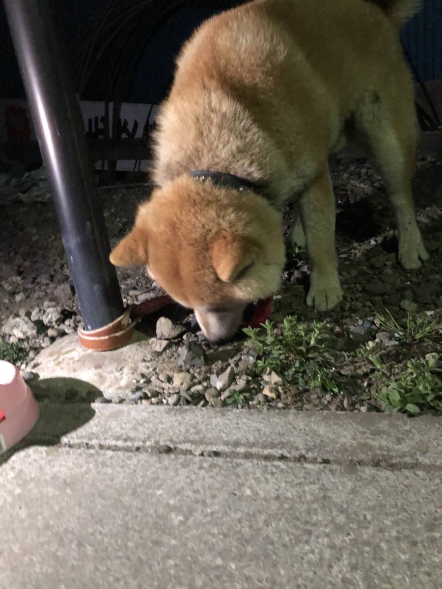 タグ 迷子犬 の注目ツイート 17ページ目 メガとんトラック