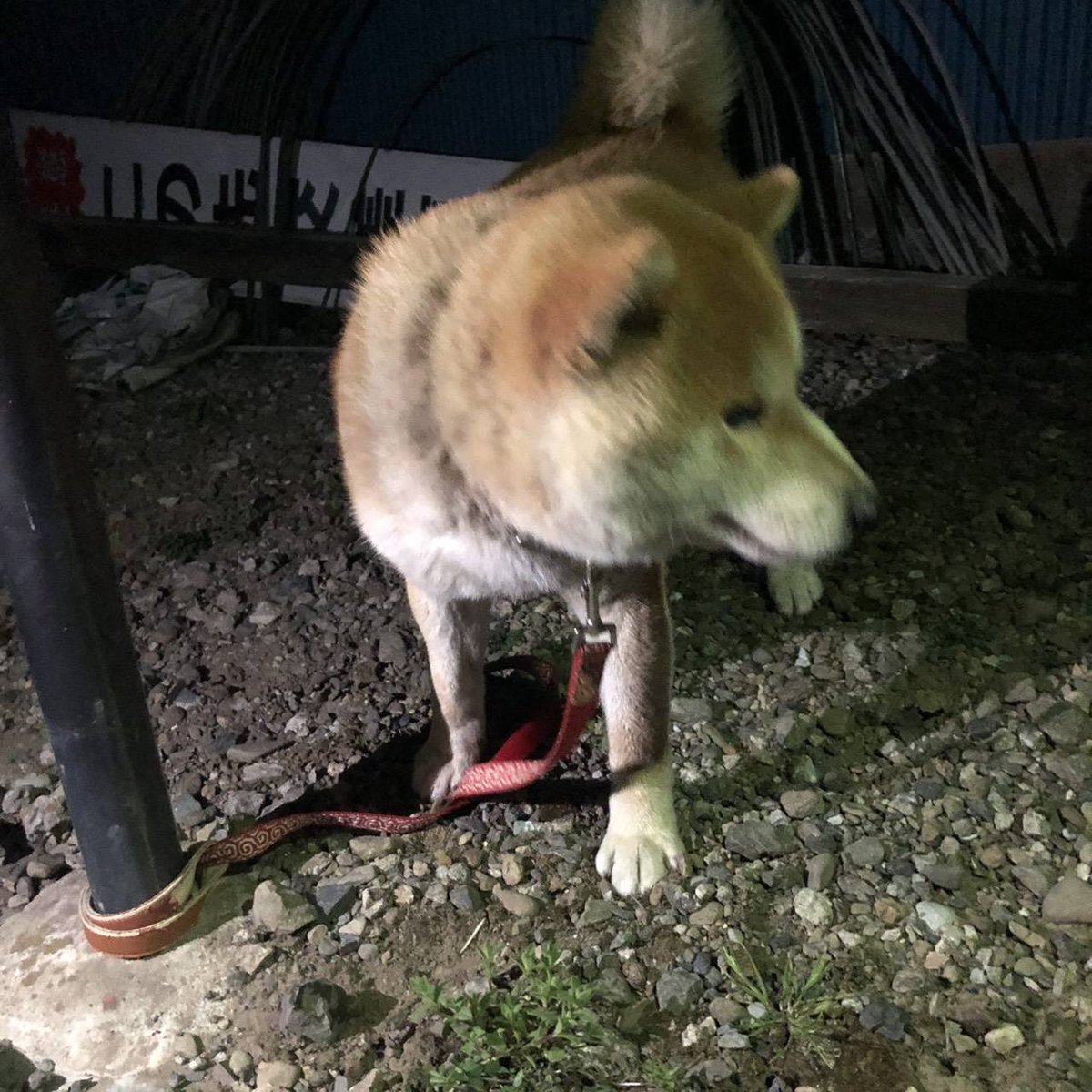 タグ 迷子犬 の注目ツイート 17ページ目 メガとんトラック