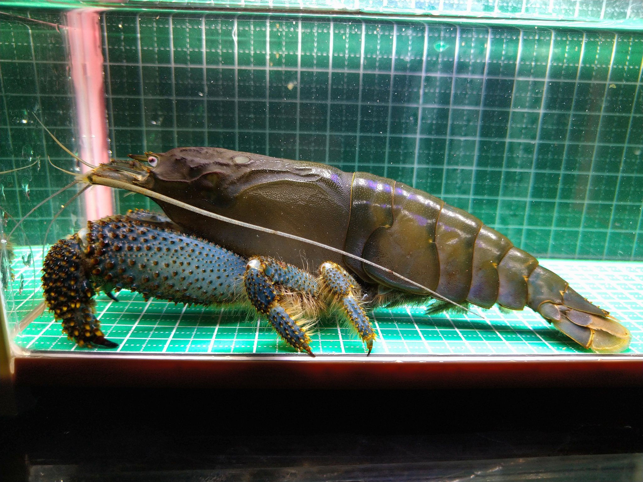 即決　アフリカンジャイアントロックシュリンプ　約10cm※九州地方、沖縄県、北海道は発送出来ません。 即決 アフリカンジャイアントロックシュリンプ 約10cm\u203b九州地方、沖縄