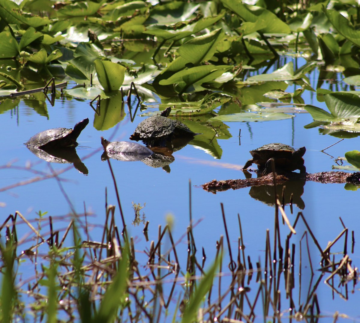 lynnsferrazza1's tweet image. Turtles and blue sky reflecting. #MarchReflectionChallenge @bbrendatweets