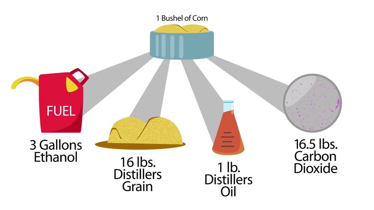 BErickson_BIO's tweet photo. Many people think when you use #corn to make renewable #ethanol for motor fuel that is it. But the process produces fuel, animal feed, corn oil &amp; CO2 for beverages. The food vs. fuel debate is a canard. Distillers grains are animal feed for hogs, cattle and chickens that we eat. https://t.co/GA7yXvaC4r