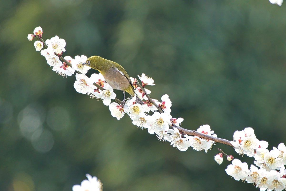 AstaPappataci's tweet photo. おやすみなさい😴
白梅の蜜を吸うメジロ
#メジロ
#warblingwhiteeye
#綠繡眼
#Zosterops_japonicus
#ウメ
#downycherry
#毛樱桃
#Prunus_tomentosa https://t.co/X7kLFKRBoC