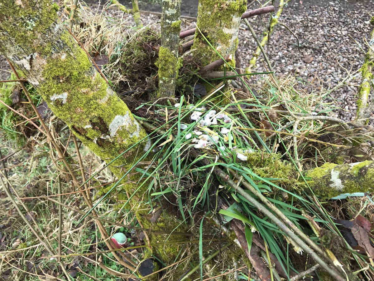 UplawmoorPS's tweet image. P1-4 put their observation skills to the test this morning when exploring birds nests. They then applied their learning in the wild to construct their very own sturdy, cosy &amp;amp; camouflaged homes for baby birds @ScienceWeekUK  #BSW22 #ERCSTEM