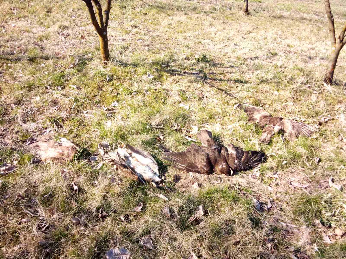 BirdLifeSerbia's tweet photo. VAŽNO! Otkriven slučaj stradanja 10 zaštićenih vrsta ptica - sumnja se na TROVANJE zabranjenim FURADANOM!

#trovanje #AF4 #AdriaticFlyway4 #EuroNatur #MAVA #PannonEagle #BalkanDetox #LIFE #DZPPS #BPSSS #BirdLifeSerbia https://t.co/FTEoJTRN2o