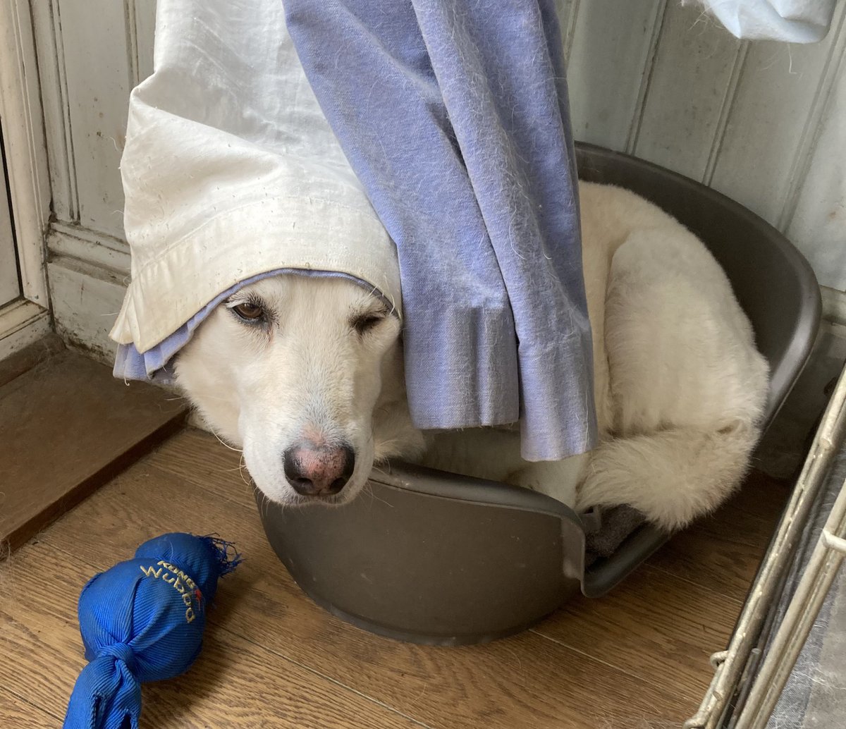 HopeForRonnie's tweet photo. The lengths I have to go to to get some peace β€οΈ
#bigdogsinsmallbaskets #youcantseeme #poorWillow
@EvermoreDog @siriusanimalre1 https://t.co/ypFoIp2I60