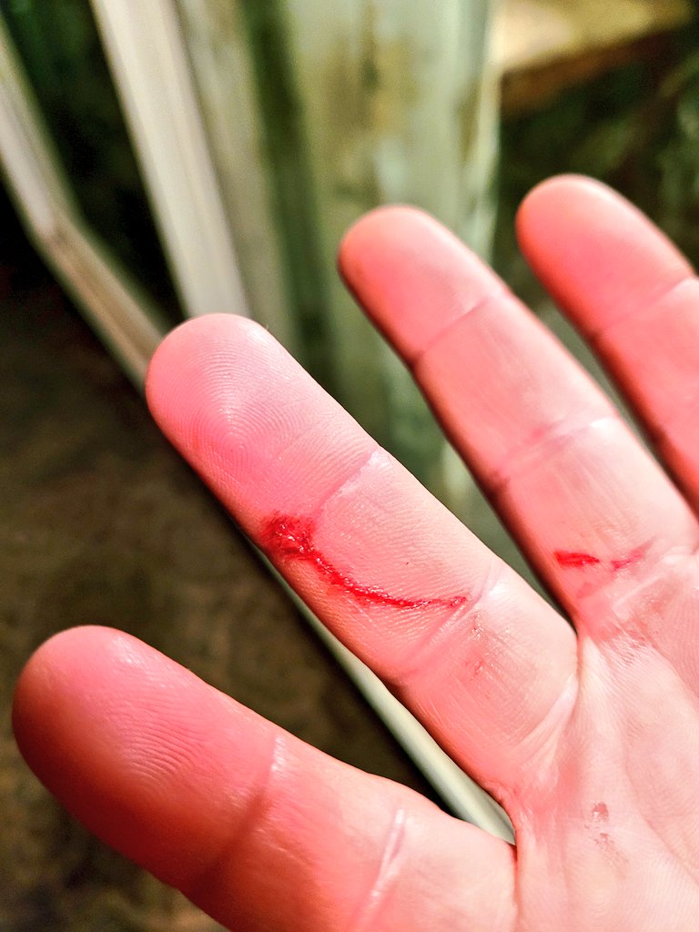 NiceDrewishFela's tweet photo. Sometimes I hate cats. #cats #CatsOfTwitter #Meouch https://t.co/cCa7weMmWJ