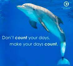 NsamProject's tweet photo. Don't count your days, make your days count. 

#nationalserviceanimalmonument #animalhumanbond #dolphins #makeyourdayscount #happiness #NSAM #smile #peace #joy #youmatter https://t.co/uzUEk0knoF