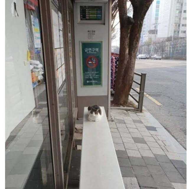 wowanimalfriend's tweet photo. 열선깔린 버스정류장 근황.jpg https://t.co/eu6DQZvuqs