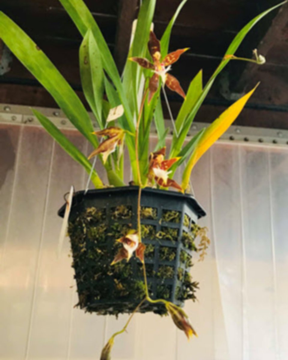 sforchidsociety's tweet photo. Jeff Harris's Odontoglossum nevadense

#odontoglossum #orchid #orchids #sforchidsociety #sfos #orchidflower #gardens https://t.co/lnVd0UPcMw