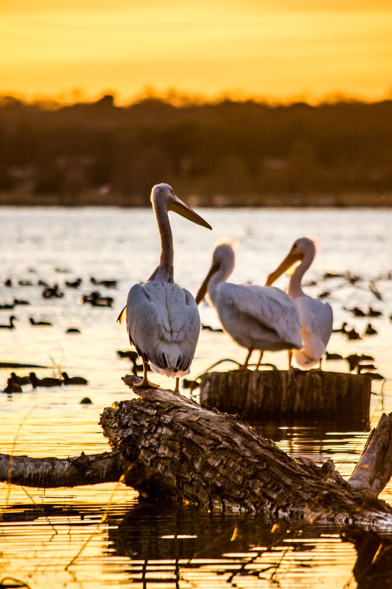 American white pelican