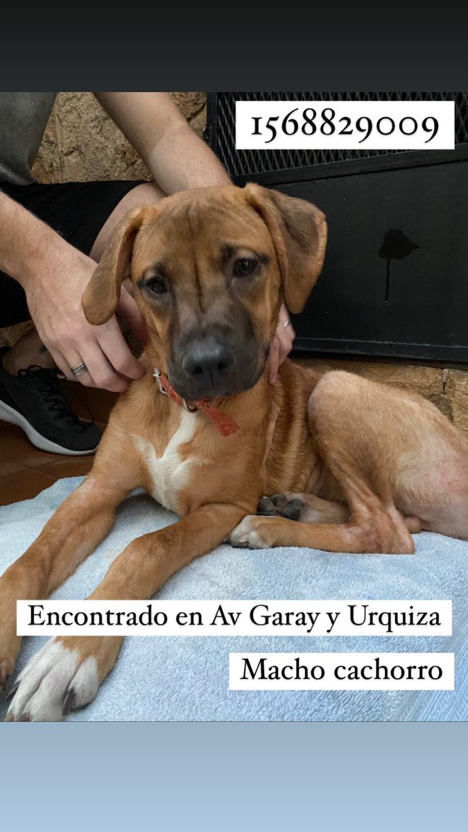 SolciGuillin's tweet photo. Encontré este cachorro en el barrio de Boedo. Es macho y está castrado. Si alguien lo quiere adoptar o saben de donde es ahí tienen mi numero. Difundan por favor ‼️‼️ https://t.co/oxDM1yqxuH