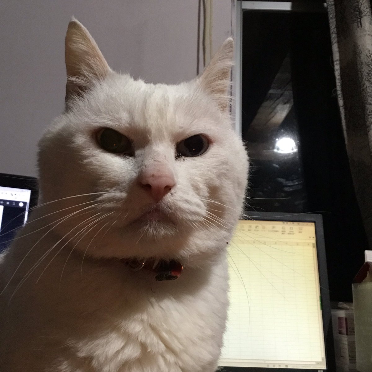 猫の爪を切る時は頭にテープを貼るとおとなしくなる という話を実行したらめっちゃ猫パンチされた後すごく悲しそうな顔をされた Togetter