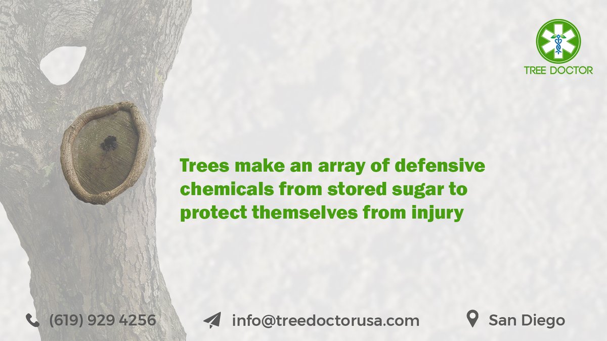 Trees can defend themselves against #pests and #diseases if you nourish and care for trees properly. #Healthy #trees make various defensive chemicals to protect from unwanted invasion. Ensure optimum #treehealthcare with expert #arborists
(https://t.co/ZiyXHtdBiE) https://t.co/SvIlO0by6S