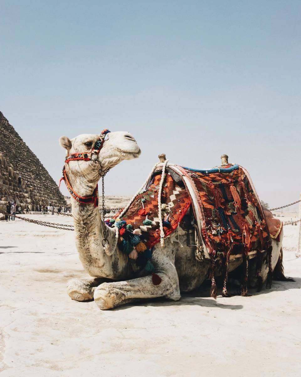 BlkHistStudies's tweet photo. Camel ๐ซ ๐ช ride anyone ๐
#timelesstours #camelride๐ช #explore #travel #timelessegypt #travelphotography #instagram #instatravel #adventure #fun #solo https://t.co/enSYviVA7e
