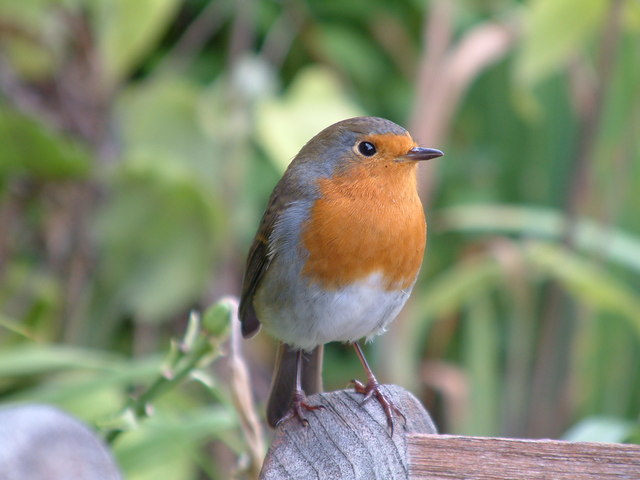 Ever wondered why robins are so tame when you’re digging up your garden?

To find some interesting facts about the British Birds you can read our latest blog following the link acdenvironmental.co.uk/importance-of-…

#ACDEnvironmental #ecology #wildlife #British #birds