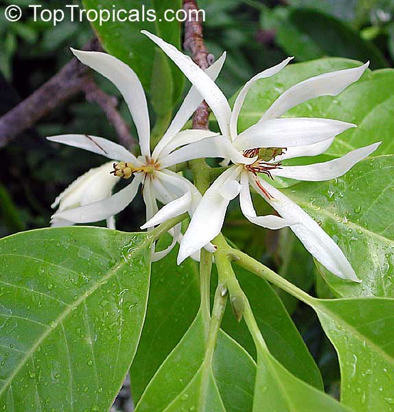 toptropicals's tweet photo. #Magnolia (#Michelia) alba - White Champaka. The white flowers of this variety have more delicate fragrance than regular yellow #Champaca, and the Alba is more reliable bloomer. This variety is better suited for pot growing.
https://t.co/PDPw6Lz6LD
#fragrantplants
#TuesdayTreat https://t.co/UPJFRy6sAp