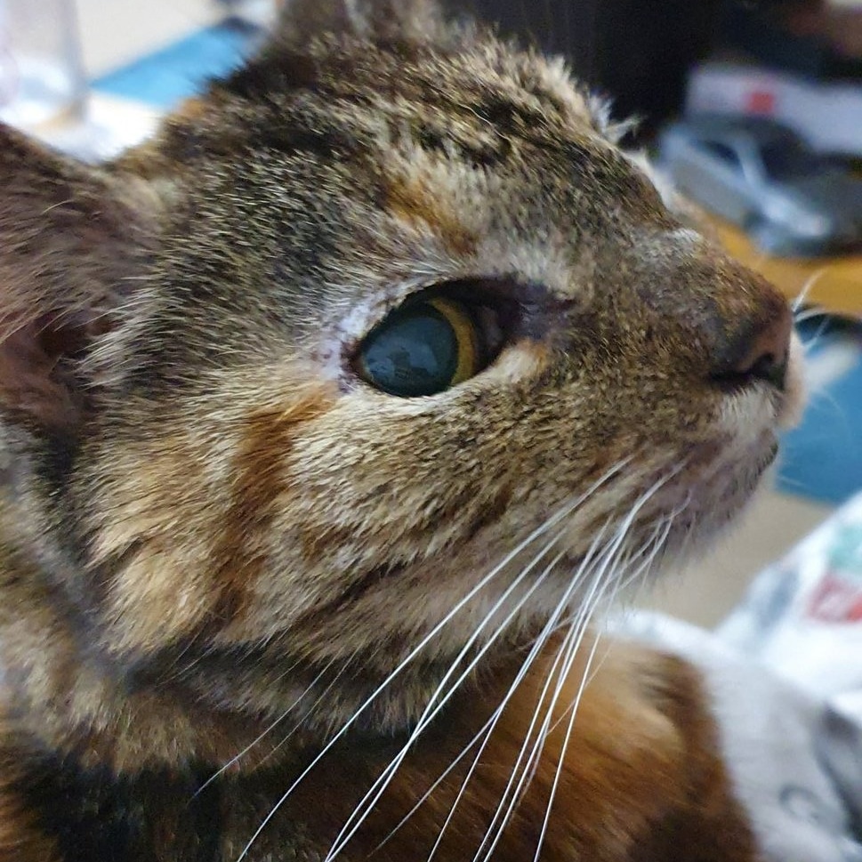 Em @Verbal Diorama: A Film History Podcast tweet media