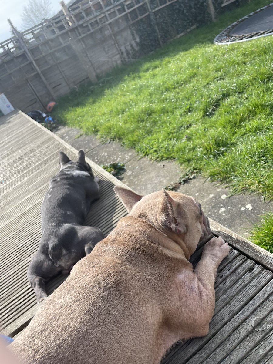 coco_th's tweet photo. Chilling with boss baby catching some rays βοΈππ» what a lovely #afternoon πΎππΎπ #FrenchieNetwork #rollonsummer #tuesdayvibe #love #us https://t.co/FKQwG99bWM