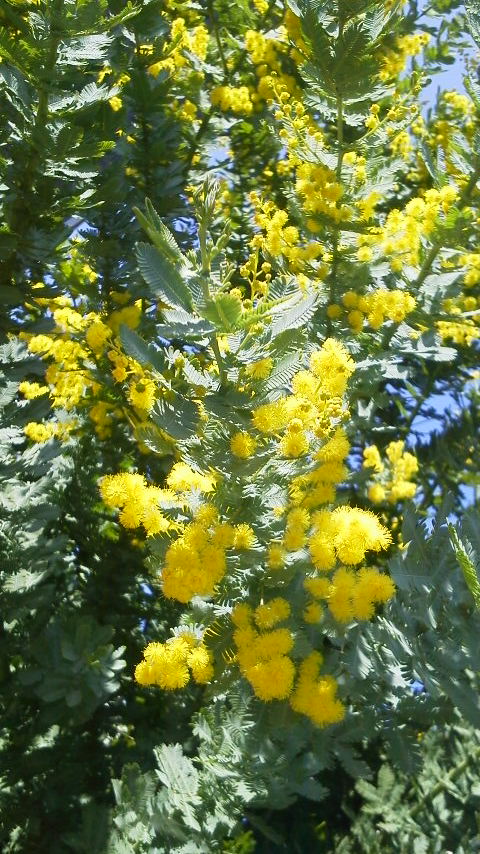 Littletree 満開のミモザの樹見つけた 花粉症だけど 心が明るくなる T Co Galuubdhhp Twitter Littletree 満開のミモザの樹見つけた 花粉症だけど 心が明るくなる T Co Galuubdhhp Twitter