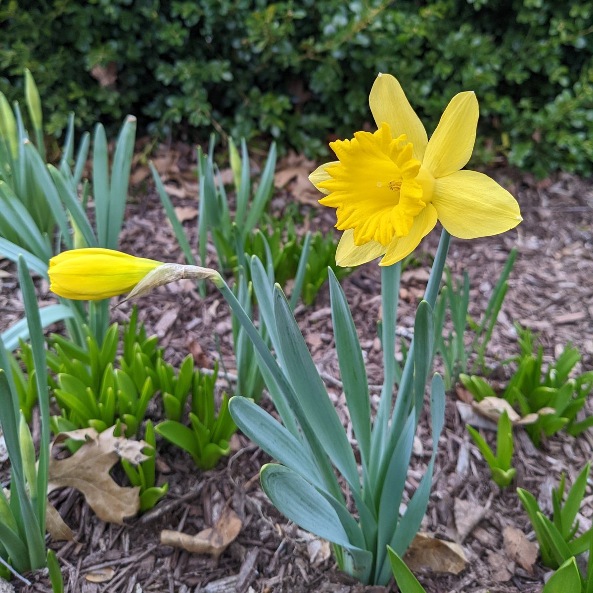 TPCCHort's tweet photo. First open daffodil of the season! I'm crossing my fingers for hyacinths blooming by the end of the week. #HelloSpring https://t.co/PxLkSm9a63