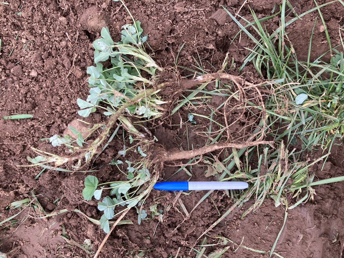 Check out these roots on this red clover from <a href="/WatsonSeeds/">Watson Seeds</a> sown September 2020, this was the only forage to keep growing in last years dry spell, not hard to see why