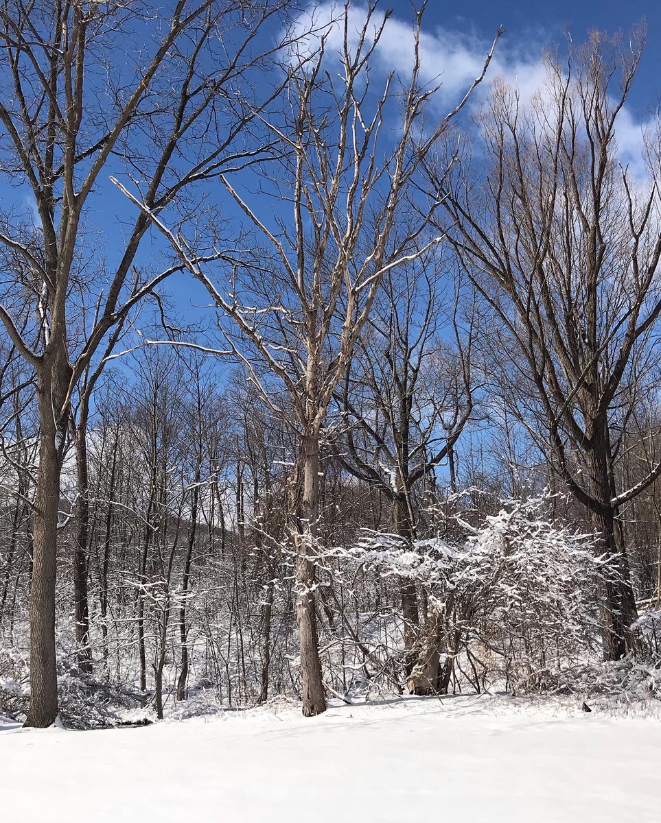 POMCmomma's tweet image. We finally got some perfect snow, just over 4” and it’s fluffy and packs well. But alas, NATE has a broken tibial plateau so we can only enjoy from the windows ❄️❄️ #sheilasbrush #lastsnowfalloftheseason #springtimeinvermont #wallomsacriver