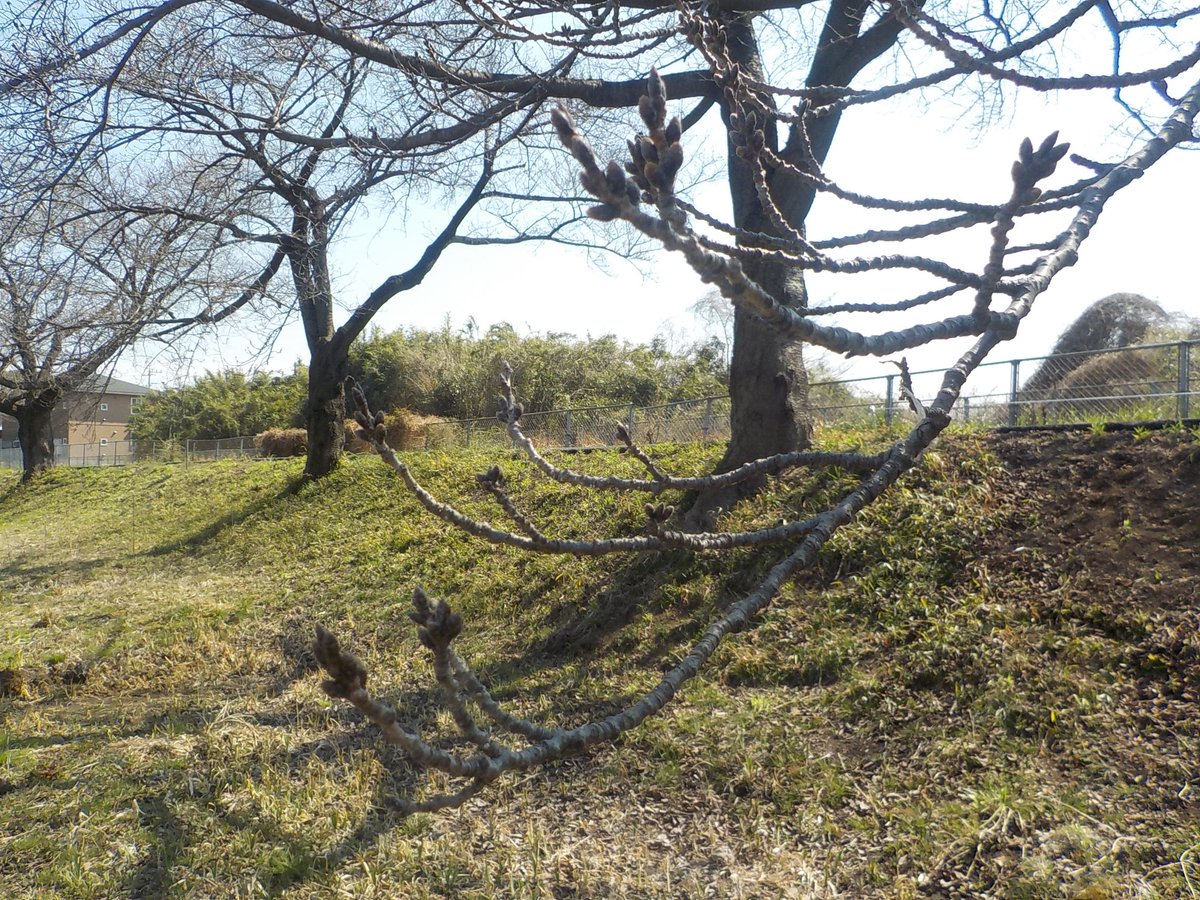 minuma_sakura's tweet photo. 🌸見沼田んぼの桜回廊の開花状況🌸

3/15、浦和区三崎の足袋屋橋周辺（見沼代用水西縁）の桜の様子です。
まだ蕾ですが、この暖かさで３連休前後に咲き始めるかもしれませんね！
開花状況は随時更新していきますので、お楽しみに🌸

＃見沼桜サポ https://t.co/lgmXheyiAr