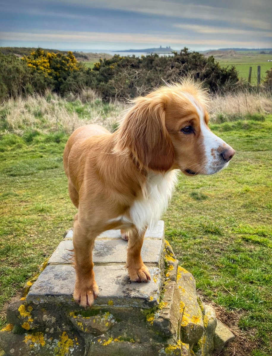 HenryofNland's tweet photo. On my plinth. but I didnโt stand still for longโฆ #busydog https://t.co/DyMeOk9Ig5