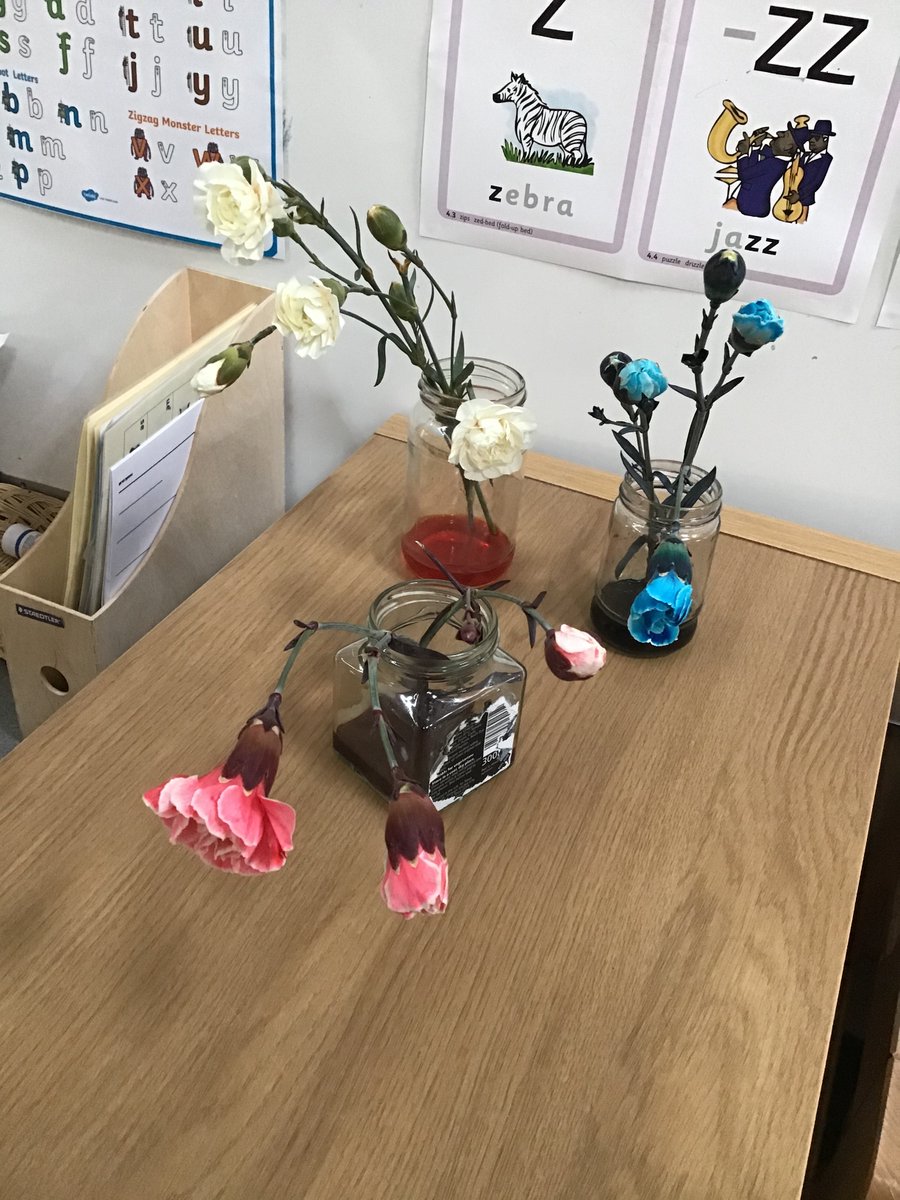 RedClassCharlt1's tweet photo. It’s Science Week, we have been conducting an experiment with food colouring and flowers. We can’t believe how quickly they have changed colour!  💐🌷🌹🥀🌺🌸🌼🌻 https://t.co/zTJusRsiLp