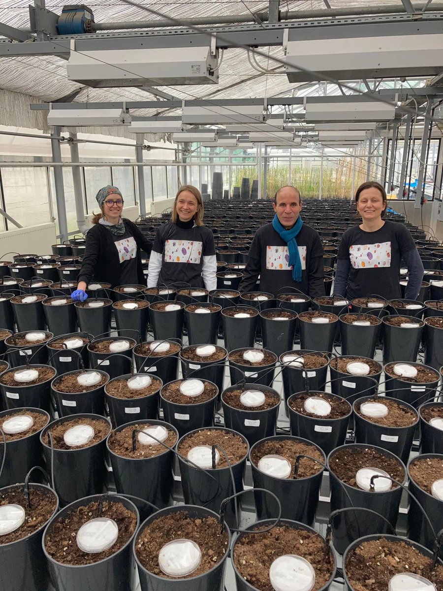 GrumpieKate's tweet photo. Sowing done🌱! Great work, Lupin DreamTeam: @KrocMagdalena @margarijta @lupinsandmore 
#PulsesINCREASE #agrobiodiversity #legumes #lupin #sowing #greenhouse https://t.co/mbNKwVRAfo