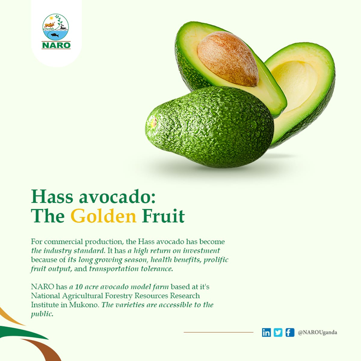 FYI: Hass avocado takes 2-3years to harvest and are high yielding. A tree produces 100 fruits in the first season and this yield increases with time. It is ideal for the export market due to its long shelf life.