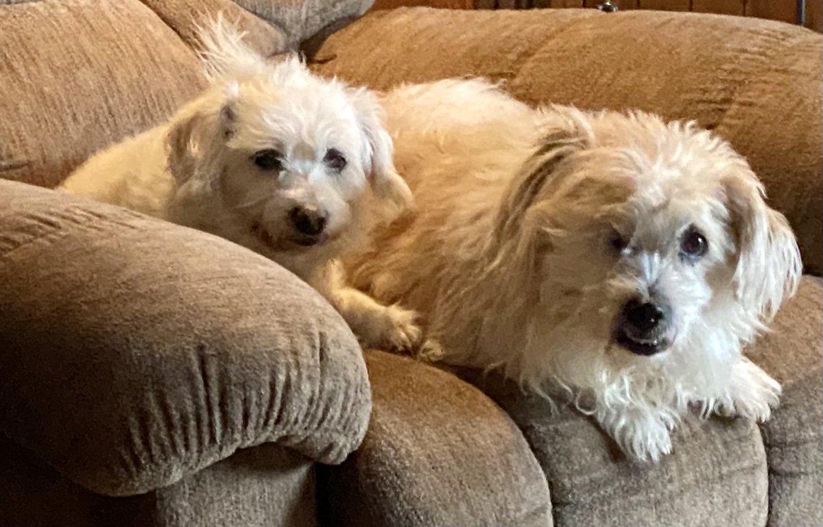 patty_esch's tweet photo. #puppylove https://t.co/nzpifUpjGE