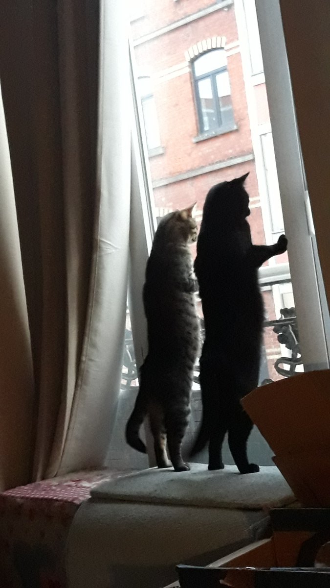 Katzen stehen auf gegen den Krieg, für den Frieden #LillyundToni #Ukraine #PeaceInUkraine