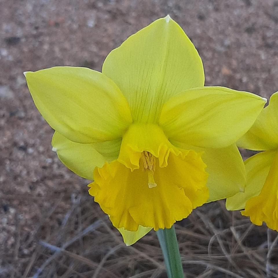 Brewer_Gwd50's tweet photo. We’re blooming! Earlier this school year, our students planted 500 daffodils in memory of the 1.5 million children who died during the Holocaust. Thanks to Mr. Creswell for organizing this amazing project!  @Gwd50Schools #daffodilproject #weAREbrewer https://t.co/osqenbiUEb