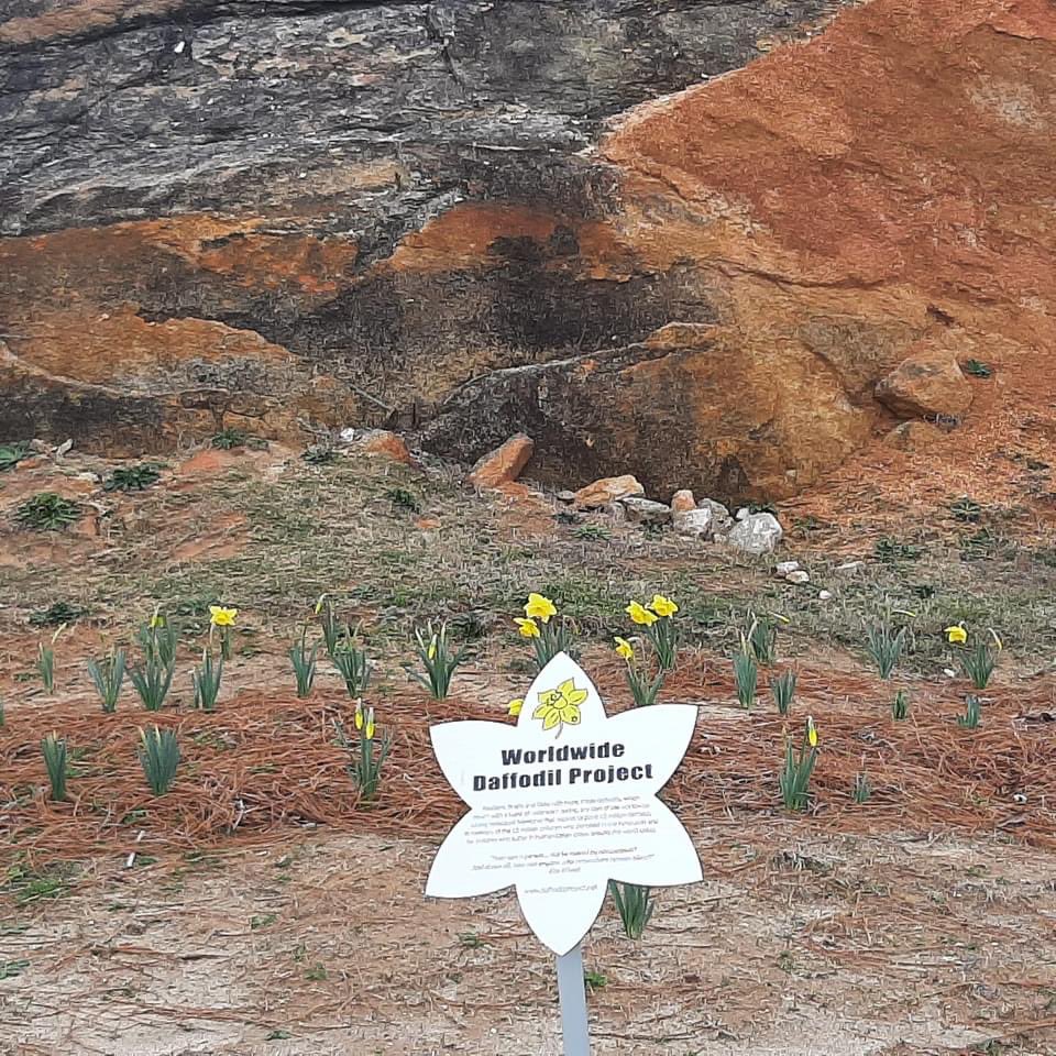 Brewer_Gwd50's tweet photo. We’re blooming! Earlier this school year, our students planted 500 daffodils in memory of the 1.5 million children who died during the Holocaust. Thanks to Mr. Creswell for organizing this amazing project!  @Gwd50Schools #daffodilproject #weAREbrewer https://t.co/osqenbiUEb