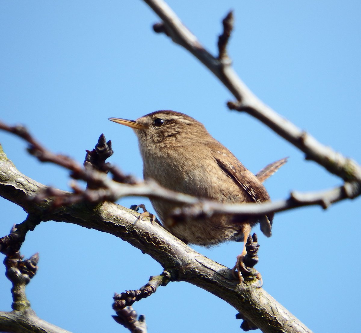 __dee_dee__'s tweet photo. Taken in my garden today,the often heard but never seen Wren 🐦👍😁 well chuffed #NaturePhotography #birds #nature #photographylovers @Natures_Voice https://t.co/5nq9cRH7JC